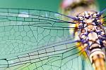 Dragonfly wings are antibacterial.  Scientists want to replicate them and create replacement human tissues from them.