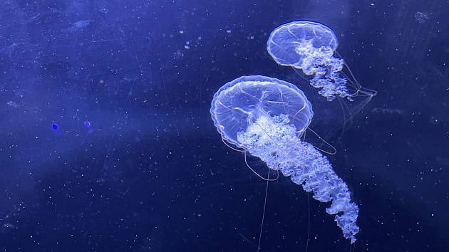 Jellyfish are beautiful, but some are very dangerous.  illustrative photo