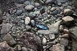 A dead fish in a dry bed of one of the Chinese rivers