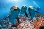 Dolphins.  Illustrative image