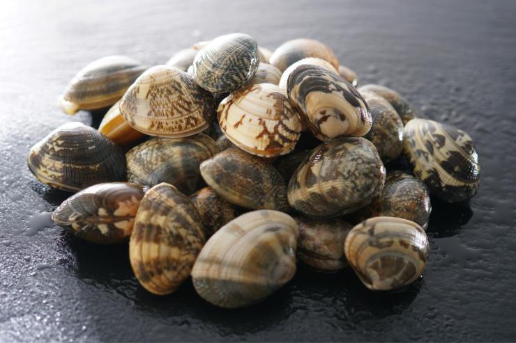 method for recognizing very fresh clams