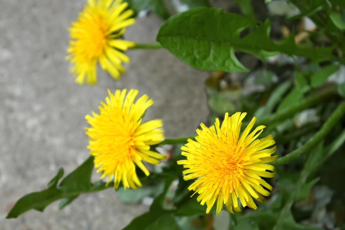 Dandelion recipes: Try a healthy salad or a delicious spring soup ...