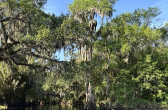 Exploring the Wonders of Kissimmee Beyond the Theme Parks -