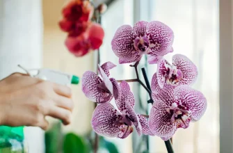 За да цъфтят и не измръзват орхидеите през зимата, поливайте ги по този начин
