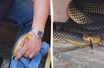 The snake grabbed his hand - in Odessa, the director of the zoo found himself in a dangerous situation