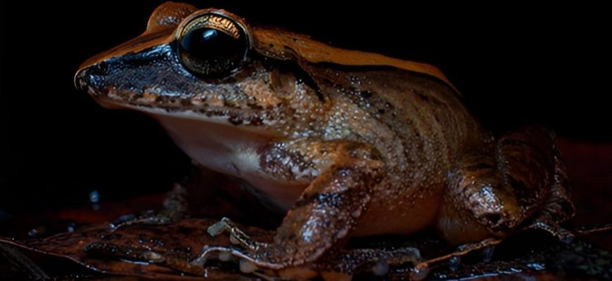 Tiny frogs scream shrilly in a Brazilian forest, but people don’t hear them: why?