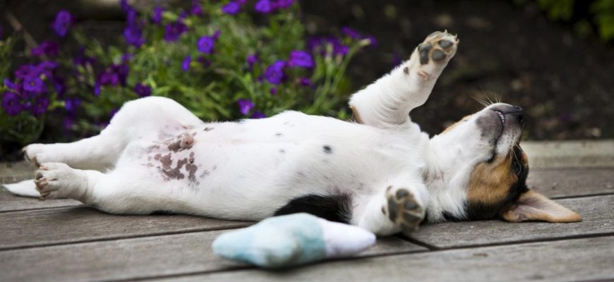 Weird dog sleeping habits: When your furry friend is lying on his back, he cools down