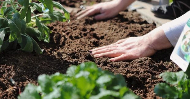 What to plant after potatoes - experienced gardeners know how to get the best harvest - UNIAN