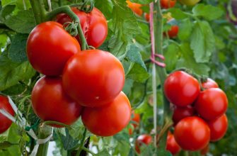 Proper watering of tomatoes at different stages of development determines the size and quality of the crop