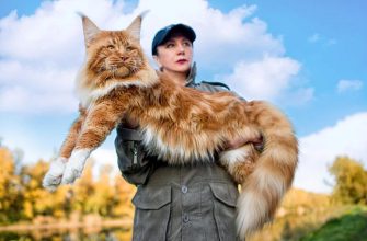 The biggest cats in the world.  These beauties take up a surprising amount of space at home