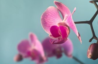 Why do experienced florists dip orchids in cabbage juice?  Anyone who grows them should know this